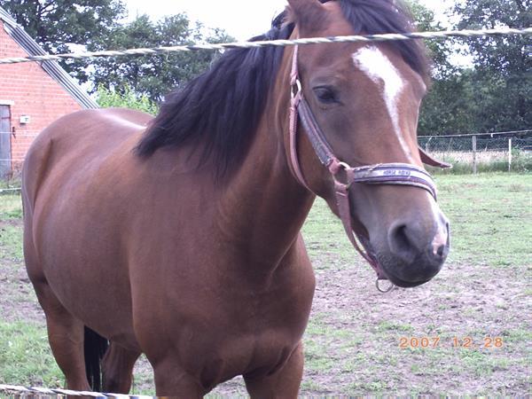 Grote foto paard calowa 0032 0497 06.03.04 dieren en toebehoren paarden