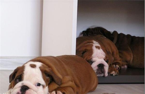 Grote foto prachtige engelse bulldog pups beschikbaar. dieren en toebehoren bulldogs pinschers en molossers