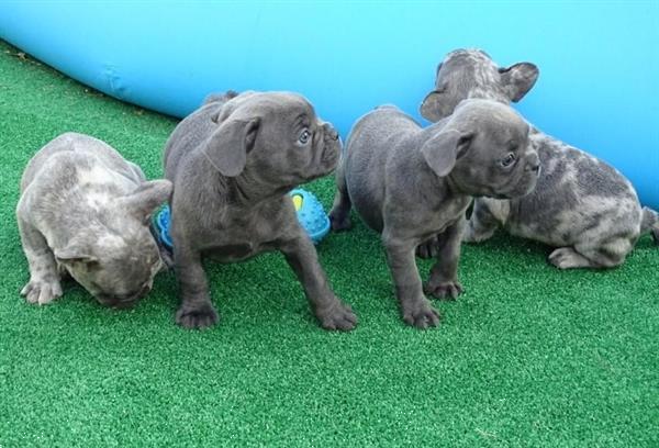 Grote foto blauwe en merle franse bulldog pups te koop dieren en toebehoren bulldogs pinschers en molossers