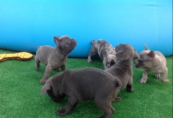 Grote foto blauwe en merle franse bulldog pups te koop dieren en toebehoren bulldogs pinschers en molossers