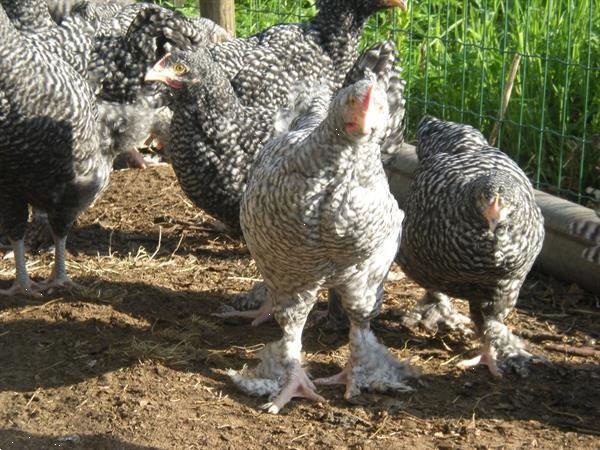 Grote foto jonge hennen en hanen mechelse koekoek dieren en toebehoren pluimvee