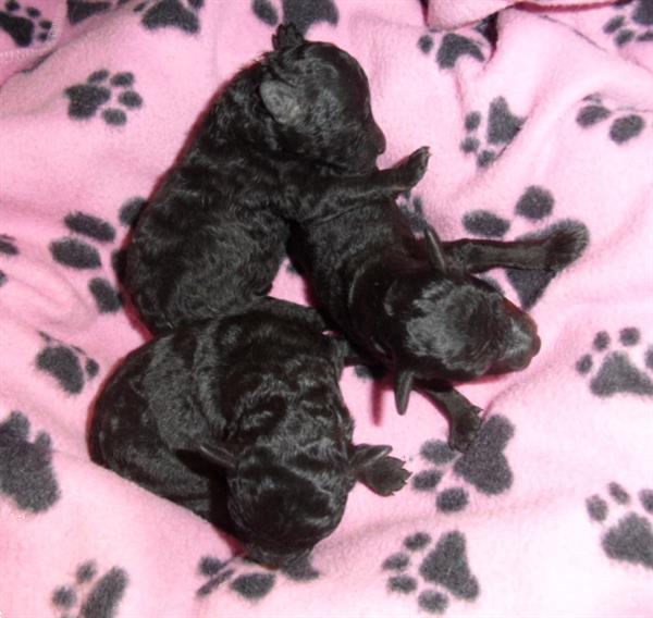 Grote foto mooie zwarte dwerg poedel pups dieren en toebehoren chihuahua en gezelschapshonden