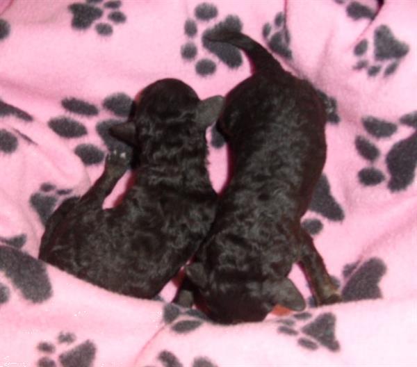 Grote foto mooie zwarte dwerg poedel pups dieren en toebehoren chihuahua en gezelschapshonden