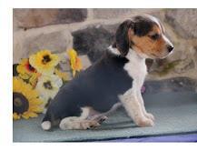 Grote foto beagle pups ter adoptie. dieren en toebehoren beagles bassets en lopende honden