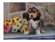 Grote foto beagle pups ter adoptie. dieren en toebehoren beagles bassets en lopende honden