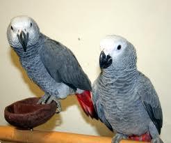 Grote foto baby grijzeroodstaart papegaaien dieren en toebehoren parkieten en papegaaien