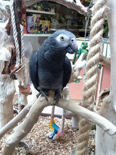 Grote foto baby grijzeroodstaart papegaaien dieren en toebehoren parkieten en papegaaien