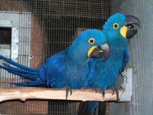 Paar Hyacinth Macaw Parrot For Kopen Parkieten Papegaaien