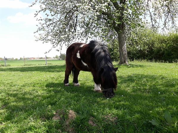 Grote foto paard en pony zoeken nieuwe thuis dieren en toebehoren paarden