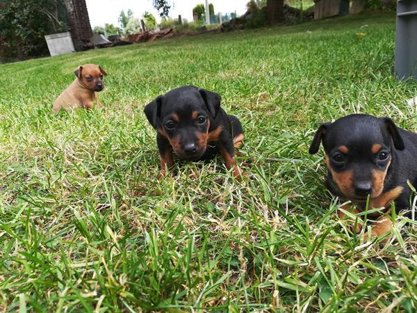 Grote foto pincher pups te koop dieren en toebehoren bulldogs pinschers en molossers