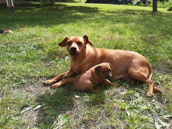 Grote foto pincher pups te koop dieren en toebehoren bulldogs pinschers en molossers