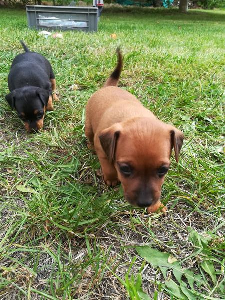 Grote foto pincher pups te koop dieren en toebehoren bulldogs pinschers en molossers