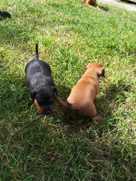 Grote foto pincher pups te koop dieren en toebehoren bulldogs pinschers en molossers