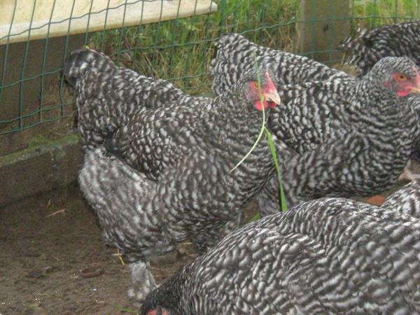 Grote foto hennen en hanen mechelse koekoek dieren en toebehoren pluimvee