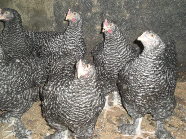 Grote foto hennen en hanen mechelse koekoek dieren en toebehoren pluimvee