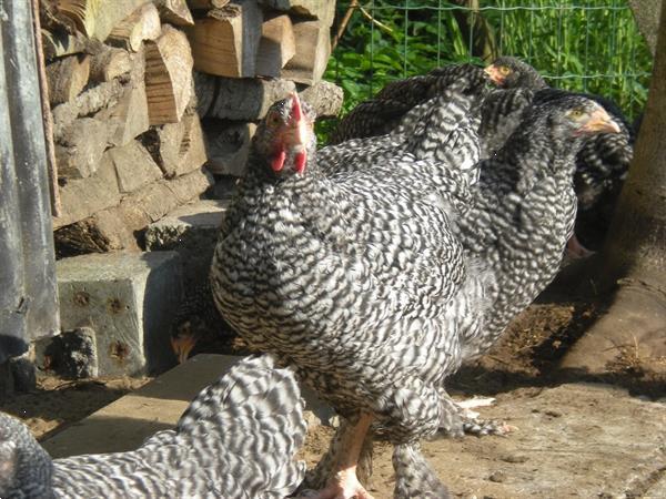 Grote foto hennen en hanen mechelse koekoek dieren en toebehoren pluimvee