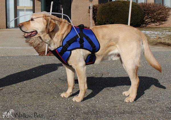 Grote foto nieuw walkin halo blind dog dieren en toebehoren toebehoren