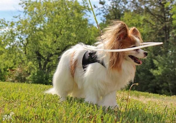 Grote foto nieuw walkin halo blind dog dieren en toebehoren toebehoren