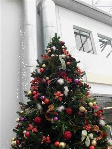Grote foto levering versierde kerstbomen overal in belgi diensten en vakmensen bedrijfsuitjes