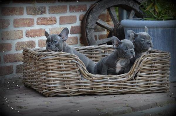 Grote foto zeer mooie franse bulldog pups. dieren en toebehoren bulldogs pinschers en molossers