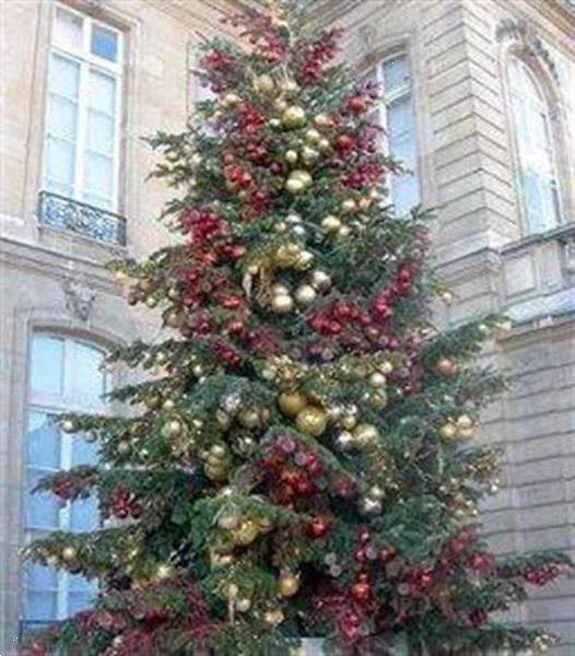 Grote foto afbeeldingen versierde kerstbomen geleverd huur diversen kerst