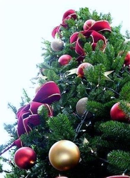 Grote foto afbeeldingen versierde kerstbomen geleverd huur diversen kerst