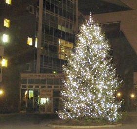 Grote foto versierde kerstbomen vr openbare gebouwen geleverd diversen versiering