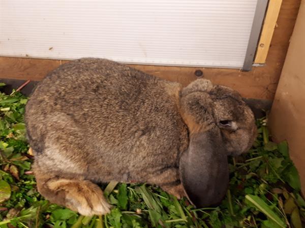 Grote foto konijn franse hangoor dieren en toebehoren konijnen