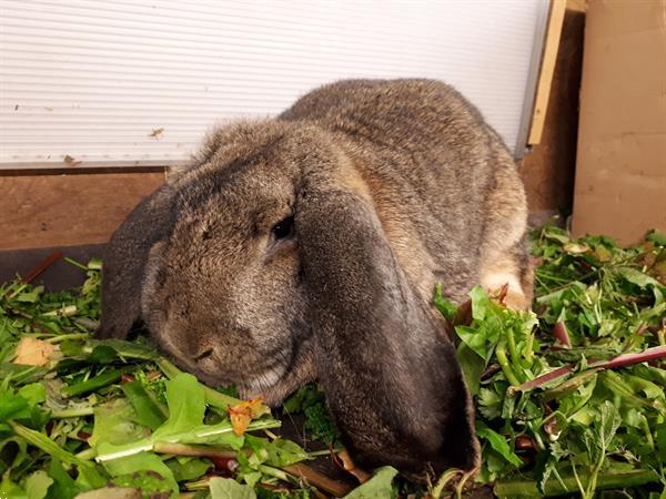 Grote foto konijn franse hangoor dieren en toebehoren konijnen