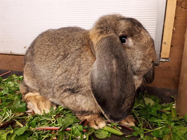 Grote foto konijn franse hangoor dieren en toebehoren konijnen