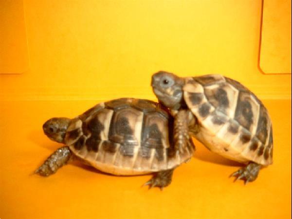 Grote foto griekse landschildpadden met chip en cites dieren en toebehoren reptielen en amfibie n