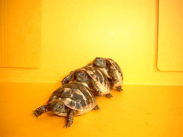 Grote foto griekse landschildpadden met chip en cites dieren en toebehoren reptielen en amfibie n