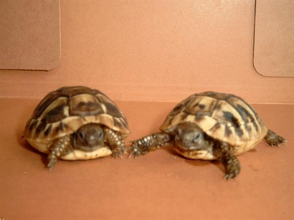 Grote foto griekse landschildpadden met chip en cites dieren en toebehoren reptielen en amfibie n