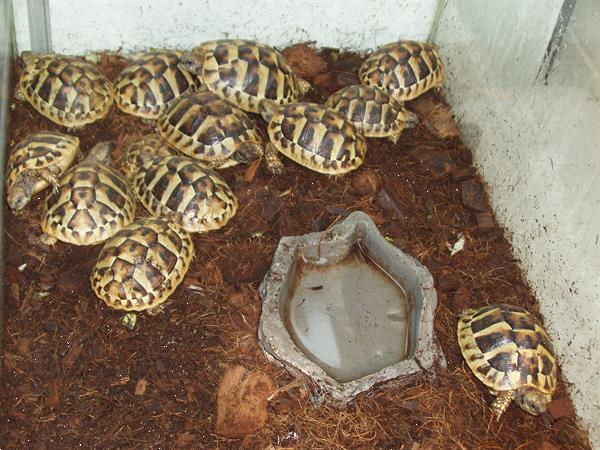 Grote foto griekse landschildpadden met chip en cites dieren en toebehoren reptielen en amfibie n