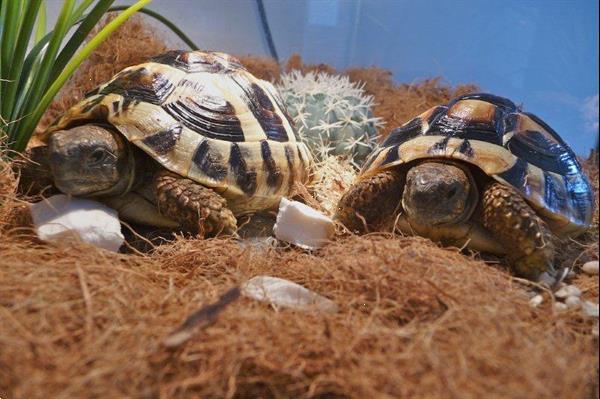 Grote foto griekse landschildpadden met chip en cites dieren en toebehoren reptielen en amfibie n