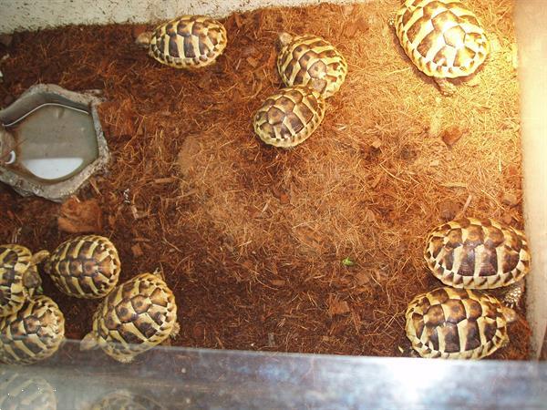Grote foto griekse landschildpadden met chip en cites dieren en toebehoren reptielen en amfibie n