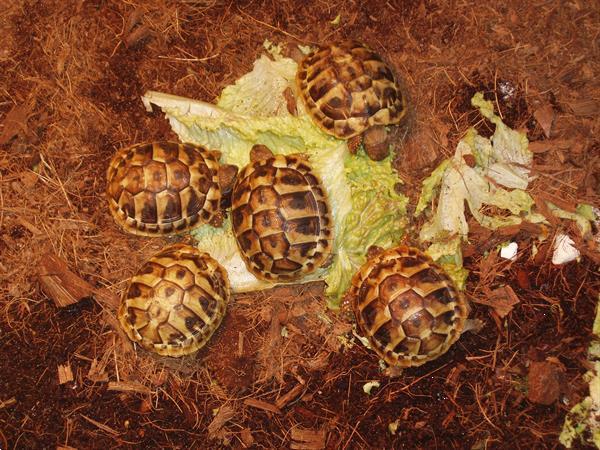 Grote foto griekse landschildpadden met chip en cites dieren en toebehoren reptielen en amfibie n