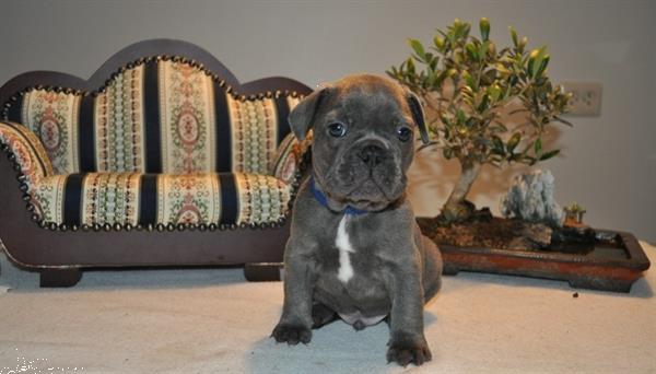 Grote foto te koop prachtige blauwe franse bulldogs. dieren en toebehoren bulldogs pinschers en molossers