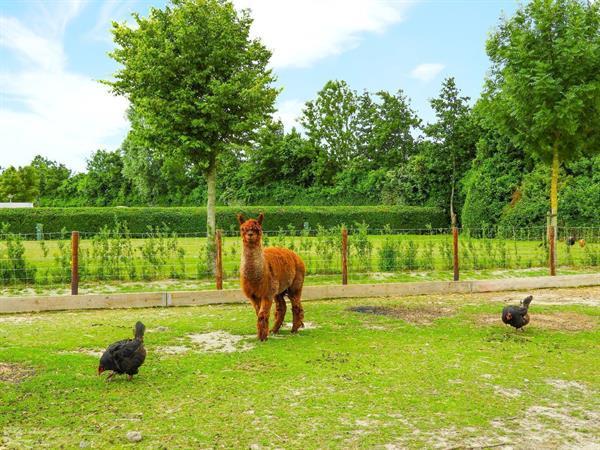 Grote foto luxe 32 personen groepsaccommodatie op vakantiepark in ellem vakantie overige vakantiewoningen huren