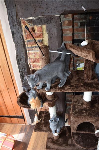 Grote foto volbloed prachtige russische blauwe kittens dieren en toebehoren raskatten korthaar