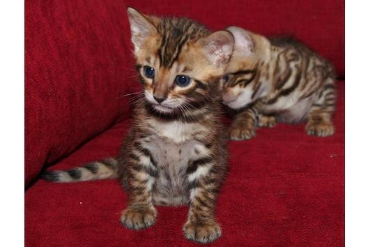 Grote foto rosette toyger bengal kittens beschikbaar dieren en toebehoren raskatten korthaar