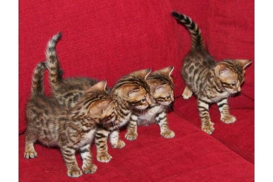 Grote foto rosette toyger bengal kittens beschikbaar dieren en toebehoren raskatten korthaar