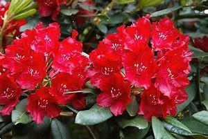 Grote foto bod gevraagd op partij rhododendron rododendron tuin en terras bomen en struiken