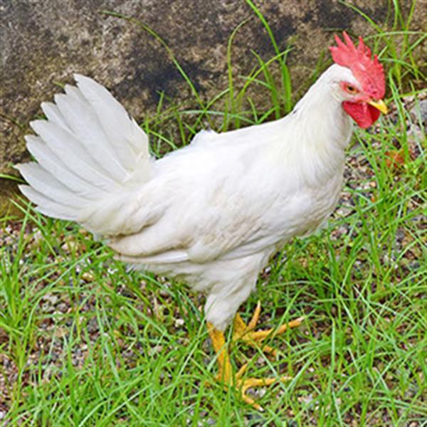 Grote foto witte leghorn legkippen dieren en toebehoren pluimvee