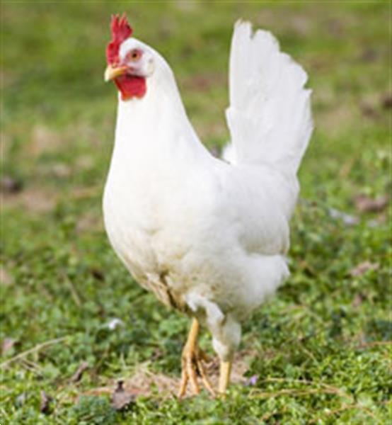 Grote foto witte leghorn legkippen dieren en toebehoren pluimvee