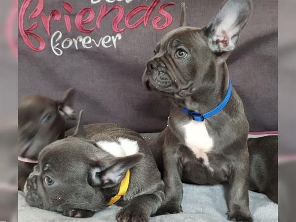 Grote foto prachtige blauw franse bulldog pups dieren en toebehoren bulldogs pinschers en molossers