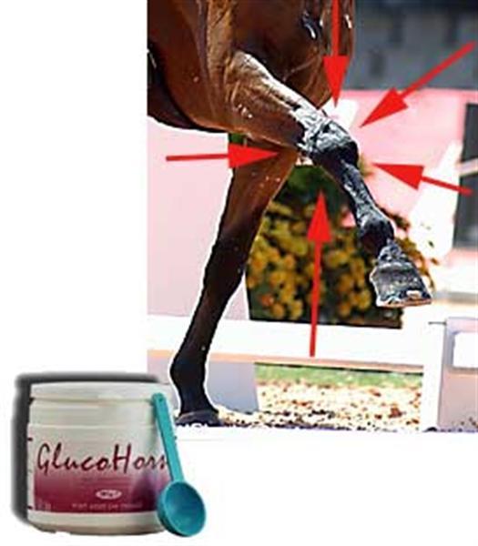 Grote foto glucohorse glucosamine voor paard en pony dieren en toebehoren verzorgingsproducten