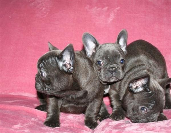 Grote foto blauwe franse bulldog pups teefjes en reutjes. dieren en toebehoren bulldogs pinschers en molossers