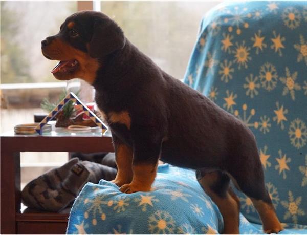 Grote foto rottweiler pups magnifiek mooi gebouwd dieren en toebehoren retrievers spani ls en waterhonden