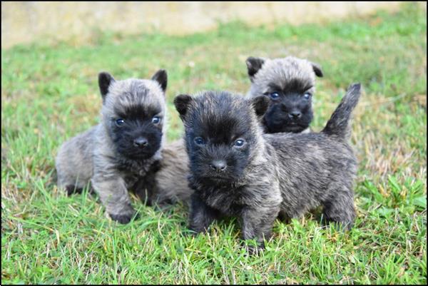 Grote foto cairn terrier pups dieren en toebehoren jack russells en terri rs